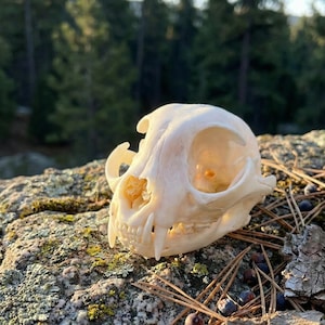 Felines Museum Quality Bone Specimen, Dark Academia