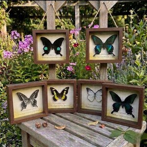 May include: Six square wooden frames containing preserved butterflies, each mounted on a cream-colored background with printed text. Two frames are suspended by twine, while four sit on a wooden surface, displaying various butterfly species.