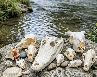 Collectie echte dierenschedels, botkunst giercultuur, gotische kast curiosa