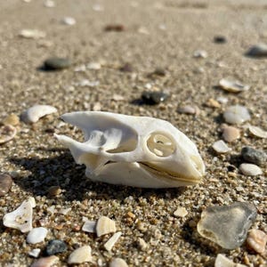 May include: A close-up of a white animal skull resting on a sandy beach. The skull has detailed features, including eye sockets and a jawline. The sand is speckled with small pebbles and shell fragments, with a blurred background.
