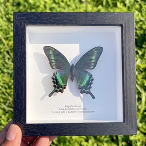 Cornice con farfalla vera / Scatola a giorno da 5 pollici per tassidermia / Arte entomologica / Vetrina delle curiosità / Decorazione cottagecore / Regalo a tema natura / Esposizione di insetti