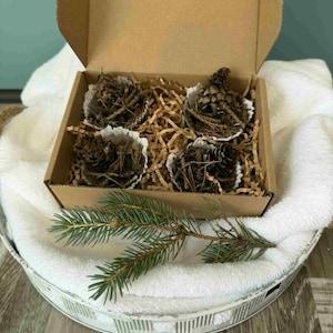 Rustic Pine Needle & Pinecone Firestarters | Natural Wax Camping Starter