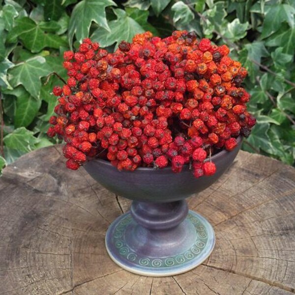 Dried English Rowan Berries: Witchcraft, Wicca, Magic