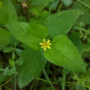 May include: A close-up shot of a small yellow flower with multiple petals, surrounded by vibrant green leaves. The leaves are broad and oval-shaped, with a smooth texture. The background is a mix of green foliage and natural elements.