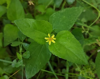 Samen des Pferdekrauts (Calyptocarpus vialis) – 20-120 Samen