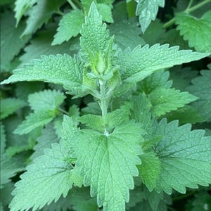 May include: Close-up of a vibrant green plant with textured, serrated leaves. The leaves are arranged around a central stem, showcasing the plant's natural structure. The image highlights the plant's fresh, healthy appearance.