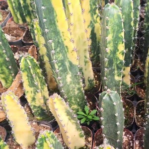 May include: A selection of columnar cacti in small pots. The cacti display a mix of green and yellow variegation, with sharp white spines along their edges. The image is taken from a slightly elevated angle, showing the plants in a nursery setting.