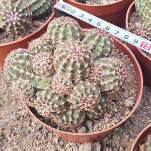 May include: A cluster of green cacti with white spines and reddish tips, planted in a brown pot. A measuring tape shows the cacti are approximately 10 cm in diameter. The cacti are in a terracotta pot, with soil visible.