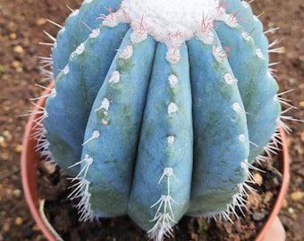 X18 | Melocactus Azureus Cactus | Blue Turk's Cap | Seed-Grown Collector Plant