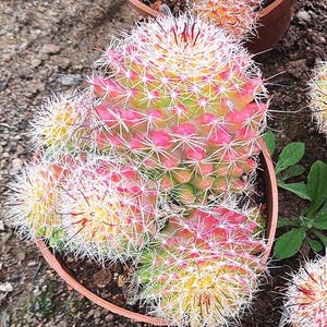 May include: A close-up shot of a colourful cactus in a terracotta pot. The cactus displays pink, yellow, and green hues, with white spines. The succulent plant is viewed from above, showcasing its unique texture and vibrant colours.