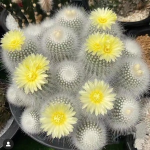 May include: A close-up of a group of small, spherical cacti. Each cactus has a white, fuzzy covering and is adorned with bright yellow flowers. The flowers have yellow centers and delicate petals. The cacti are in a dark pot.