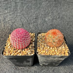 May include: Two round cacti planted in square black plastic pots filled with light brown gravel. The cactus on the left is vibrant pink with white spines, while the cactus on the right is orange with light-coloured spines, both showing textures.