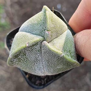 May include: A close-up of a small, green cactus with white speckles. The cactus has a star-like shape and is in a black plastic pot. The plant is being held by a person's hand.