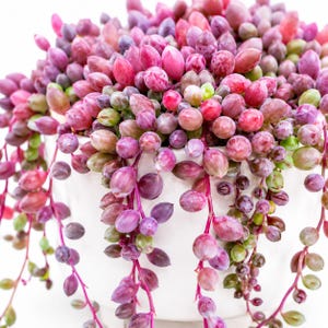 May include: A trailing succulent plant with numerous small, round, bead-like leaves in shades of vibrant pink, magenta, and soft green. The plant is densely packed and spills over the edges of a plain white ceramic pot, creating a cascading effect.