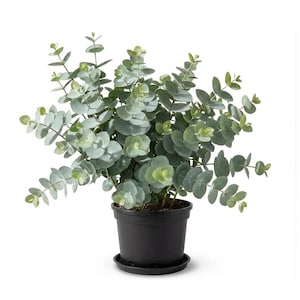 May include: A potted eucalyptus plant with round, silvery-green leaves. The plant is in a black plastic pot with a matching saucer. The leaves have a soft, muted color, and the plant has a full, lush appearance.