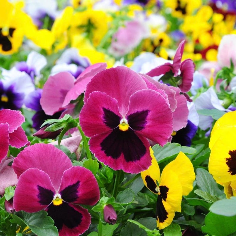 Pansy Display Pansy Plant Live in 4 in Pot, Colorful Pansy Plant for Indoor Outdoor ...