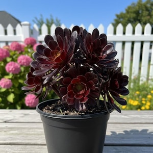 May include: A potted succulent plant with dark burgundy leaves. The plant is in a black plastic pot, set against a backdrop of a white picket fence, pink flowers, and a clear blue sky. The succulent has a rosette shape.