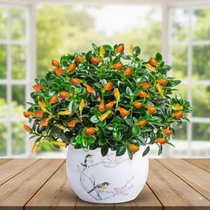 May include: A potted plant with vibrant green leaves and orange buds. The plant sits in a white ceramic pot decorated with bird and floral designs. The pot is on a wooden surface, with a blurred window in the background.