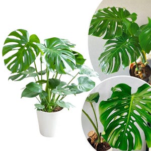 May include: A potted Monstera plant with large, vibrant green leaves. The leaves have distinctive splits and holes, creating a unique pattern. The plant is in a white pot, showcasing its lush foliage.