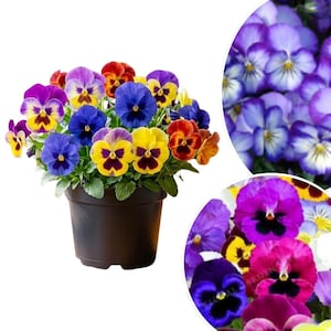 Pansy Plant Live in 4 in Pot, Colorful Pansy Plant for Indoor Outdoor Planting, 4-6 Inch Tall