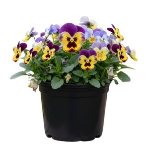 May include: A potted arrangement of colorful pansies. The flowers display a mix of purple, yellow, and blue hues, with dark centers. The pansies are in full bloom, set against green foliage, and are contained in a black plastic pot.