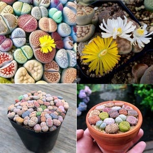 10 Lithops Live Plants, Mixed Living Stones Succulents for Indoor Garden