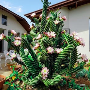 May include: A large Cereus forbesii spiralis cactus with deep green, spiraling, ribbed stems. The plant features numerous blooming flowers with white petals and light pink centers, distributed along the twisted, vertical branches of the cactus.