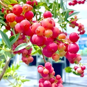 May include: Close-up of a branch laden with vibrant red berries, some transitioning to a lighter pink hue. The berries are clustered together, with green leaves providing a contrasting backdrop. The image is well-lit, highlighting the natural colors.
