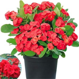 May include: A vibrant potted plant with clusters of small, bright red flowers and green leaves. The plant is in a black plastic pot, showcasing the colorful blooms. The image includes a smaller inset of the plant.