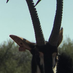 Sable Antelope - Etsy