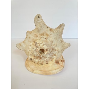 Large Natural Queen Conch Shell 9" Pink Peach Coastal Nautical Home Decor