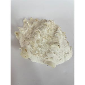 Vintage Large Fluted Clam Shell – Natural Giant Clam Specimen, Coastal Decor