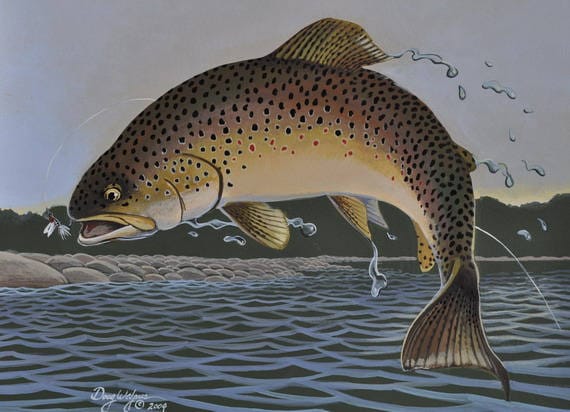 Brown Trout Print 11 x 14 by Doug Walpus Fly Fishing Wildlife Art Wall Decor