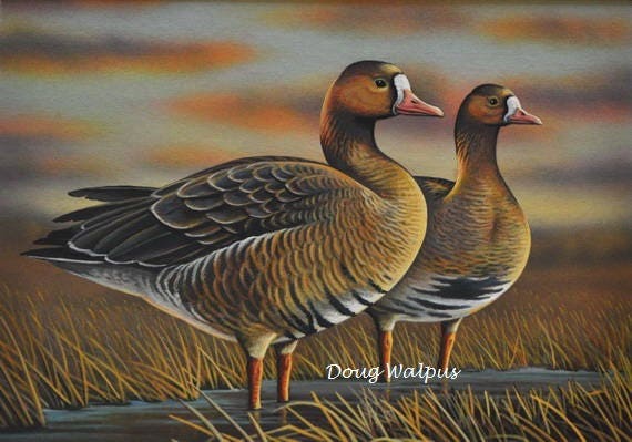 Canadian Geese Print 11 x 14 by Doug Walpus Wildlife Art Wall Decor Signed
