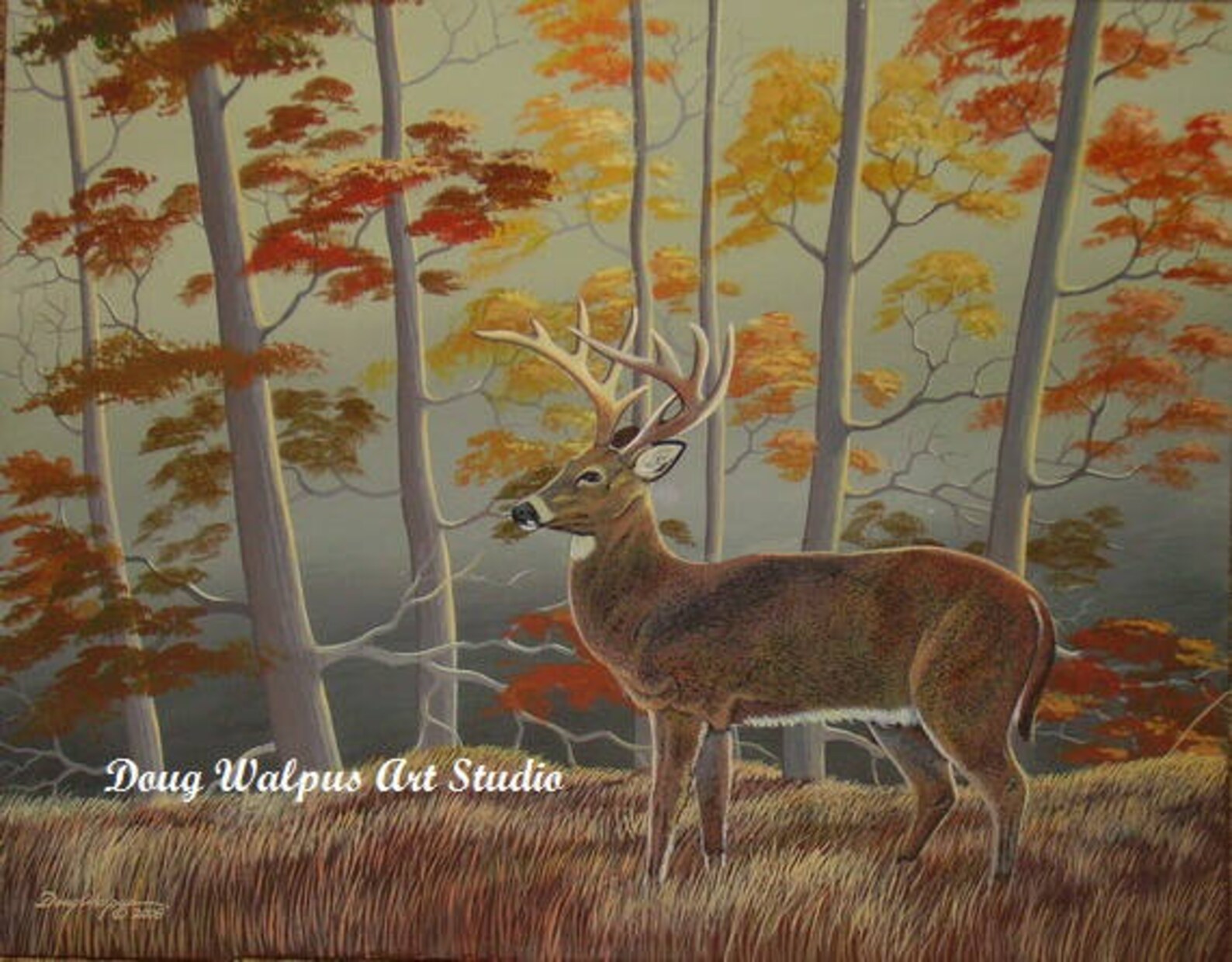 whitetail