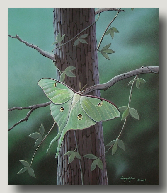 Moth Print Insect Luna Acrylic Art Home Decor Wall - Greens Mill Gifts And Home Decor Moth Print Insect Luna Acrylic Art Home Decor Wall - Greens Mill Gifts And Home Decor