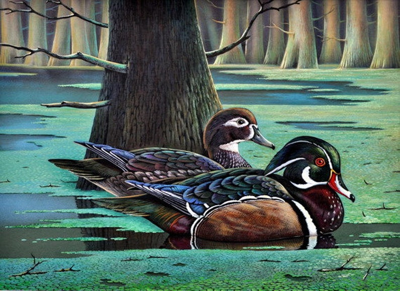 Wood Duck Print Fine Art Waterfowl Water Cypress trees Etsy