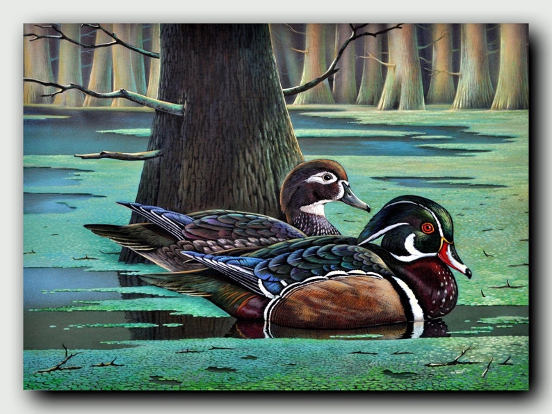 Wood Duck Duck Print Wildlife Art Duck Art Animal | Etsy