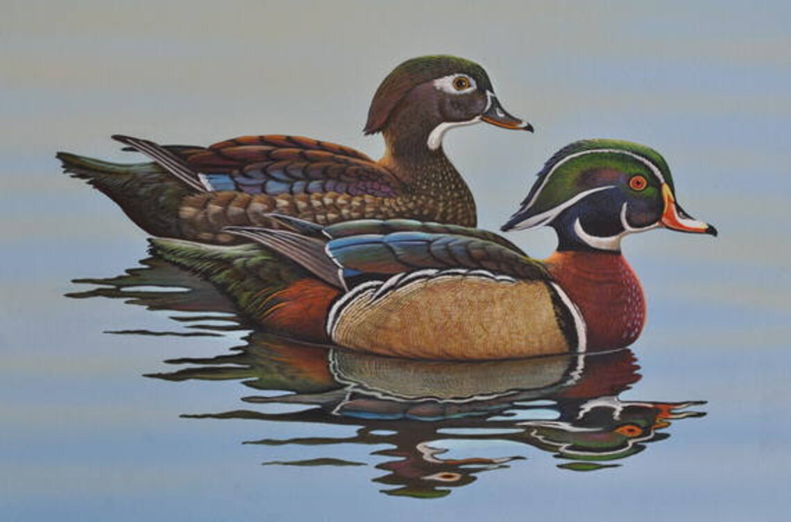 Wood Duck Print Wildlife Art Wood Duck Art Animal Wildlife Etsy