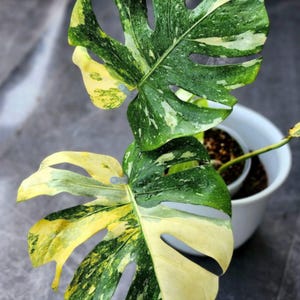 148」Monstera deliciosa Miracle モンステラ デリシオーサ “ミラクル