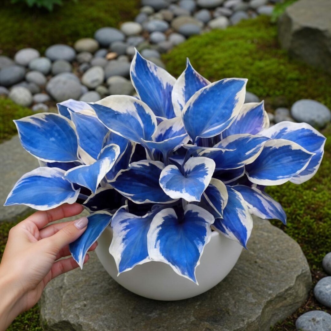 200+ White Blue Hosta Seeds Variegated Shade Garden Perennial Foliage ...