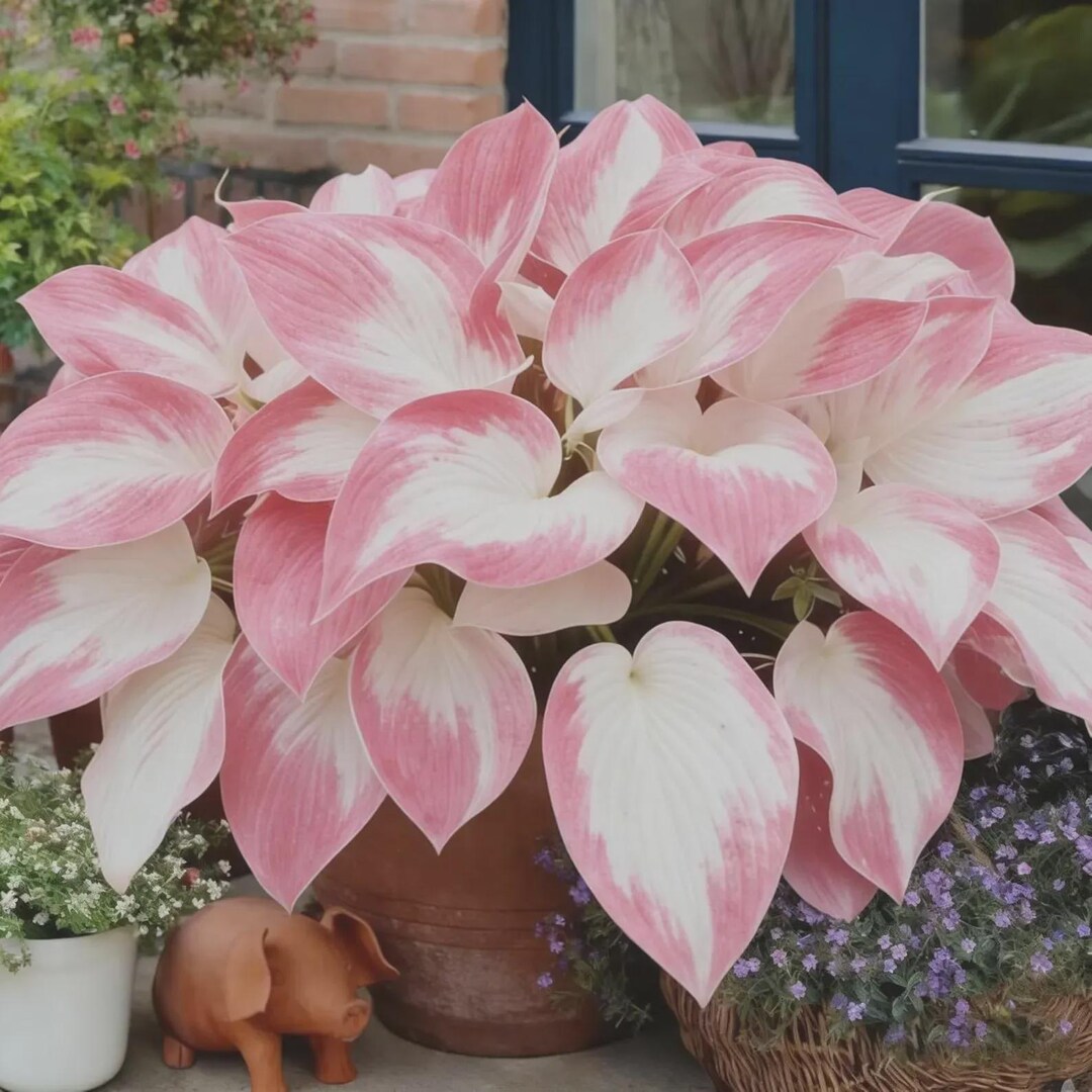 Pretty In Pink Hosta 200+ Pink White Hosta Seeds Shade Perennial Garden Plant Non-gmo ...