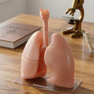 Anatomie der menschlichen Lunge – Detailliertes 3D-Modell stl