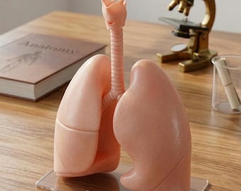 Human Lung Anatomy – Detailed 3D Model stl