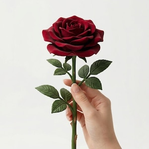 May include: A single, deep red rose with detailed petals and green leaves. The rose is held by a person. The stem is green and the leaves are a darker green. The background is plain white.