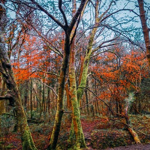 Op de afbeelding: Een boslandschap met hoge bomen en levendige herfstbladeren. De bomen hebben mosgroene bases en oranje en bruine schors. De grond is bedekt met gevallen bladeren, wat een kleurrijk herfstlandschap creëert.
