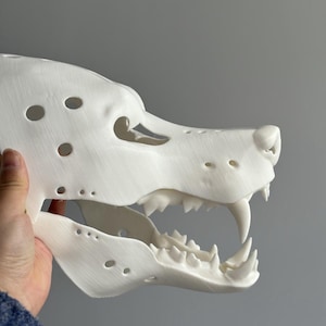May include: A detailed, white, canine skull replica. The skull features visible teeth, eye sockets, and nasal cavity. The model is held by a hand, showcasing the intricate details of the skull's structure.