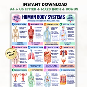 Może przedstawiać: Plakat edukacyjny zatytułowany Human Body Systems zawierający dwanaście ponumerowanych sekcji z ilustracjami anatomicznymi i opisami tekstowymi układów: szkieletowego, mięśniowego, nerwowego, dokrewnego, krążenia, oddechowego, pokarmowego, moczowego, rozrodczego, limfatycznego, odpornościowego i powłokowego.
