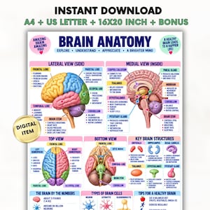 May include: A digital educational poster titled BRAIN ANATOMY featuring colorful illustrations of the brain from lateral, medial, top, and bottom views. It includes labels for lobes, structures, and functions, plus sections on brain cells and health tips.