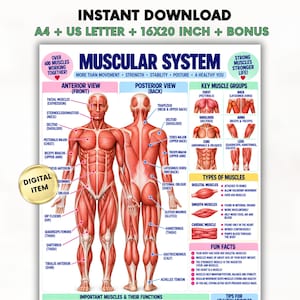 May include: A digital educational poster titled MUSCULAR SYSTEM featuring an anterior and posterior view of the human body with labelled muscles, key muscle groups, types of muscles, and fun facts. Text includes INSTANT DOWNLOAD A4 + US LETTER + 16X20 INCH + BONUS.